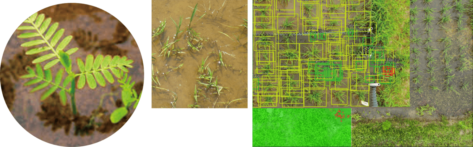 AIで特定の雑草を判別し、適切に除草剤を散布するピンポイント除草も可能