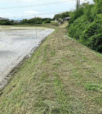 ドローンで柑橘へ散布している様子の写真