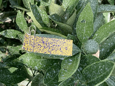 植物の葉に設置された害虫捕獲用の粘着シート。黄色いシートに多数の害虫が捕獲されている