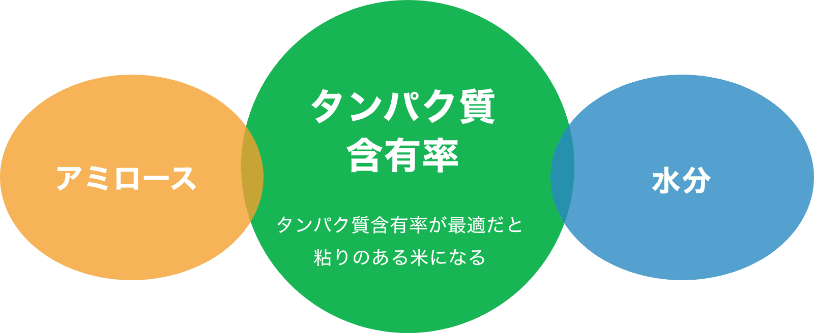 アミロース タンパク質含有率 水分