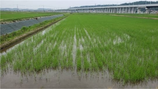 石川県の生育状況のイメージ